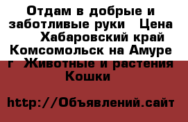 Отдам в добрые и заботливые руки › Цена ­ 1 - Хабаровский край, Комсомольск-на-Амуре г. Животные и растения » Кошки   